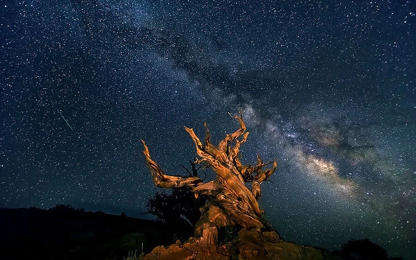The Galaxy and ancient bristlecone pine