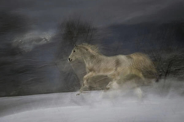 Gallop in the Snow