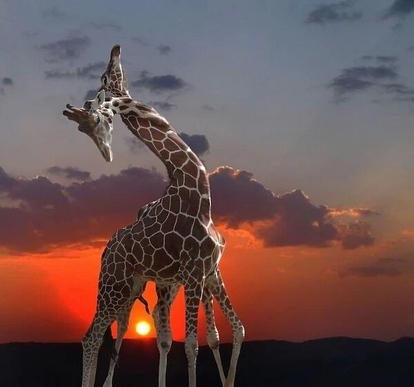 girafes at sunset