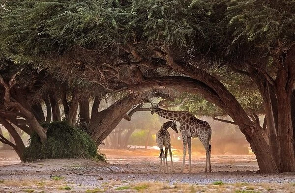 Giraffe - Namibia