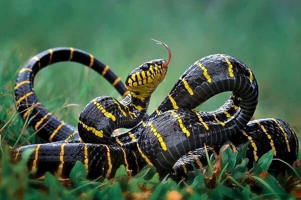 Gold-ringed snake