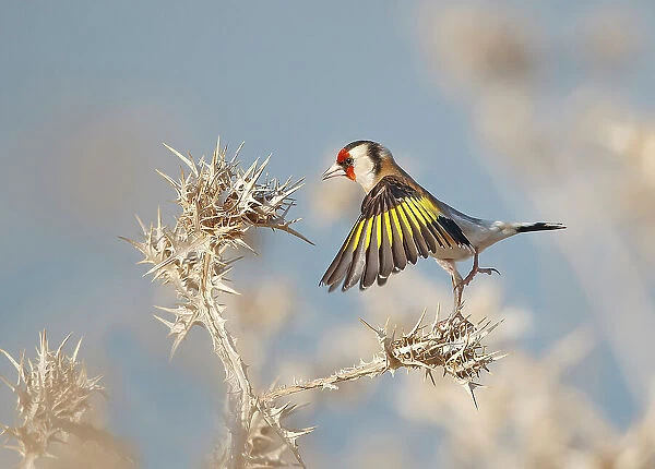 Goldfinch - carefull
