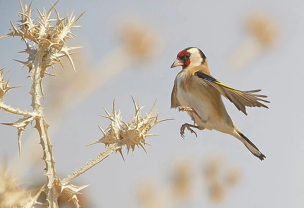 Goldfinch in a jump on thistle