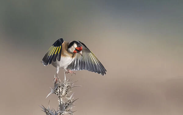 Goldfinch landing