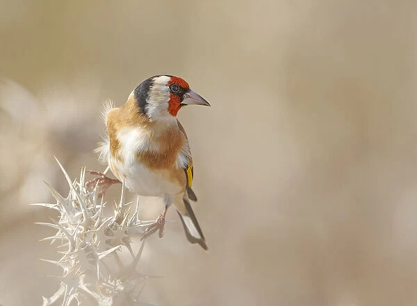 Goldfinch - Profile
