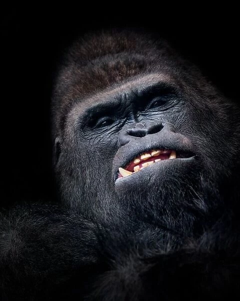 Gorilla face seen from above