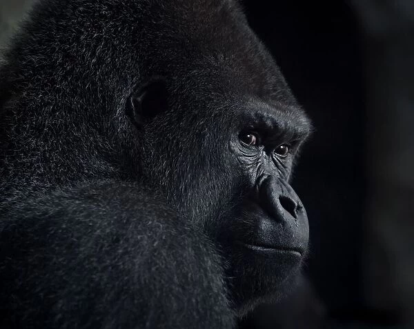 gorilla gaze