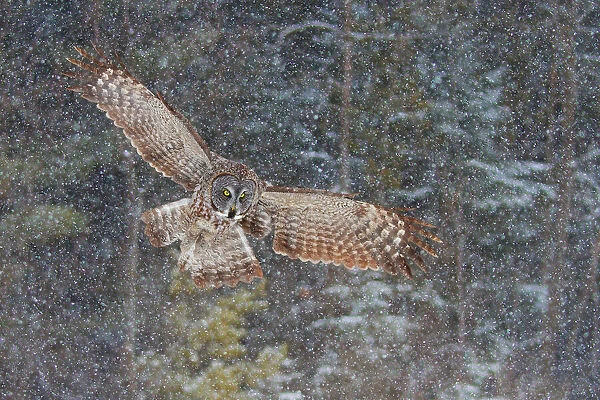 Great Grey Owl in Snowfall