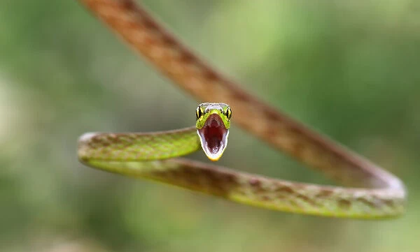 Green Parrot Snake - Costa Rica