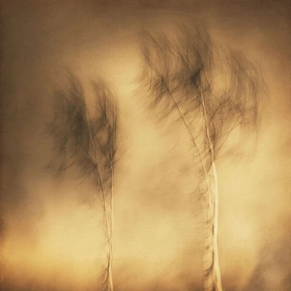 Wind. Gustav Davidsson