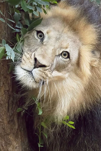 Such a Handsome Male Lion