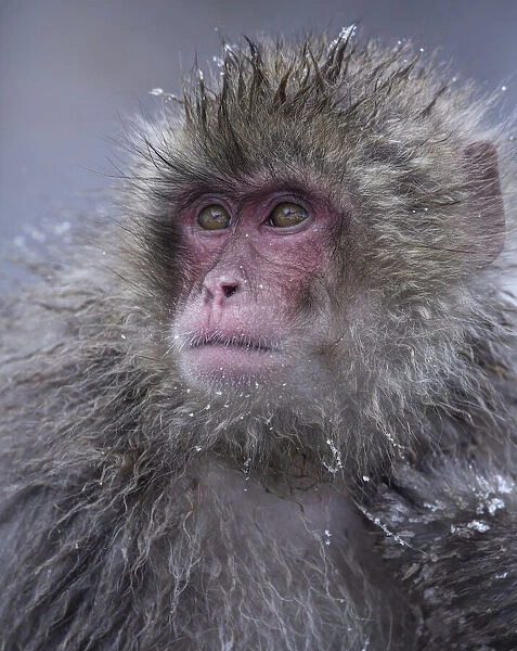Handsome Snow Monkey