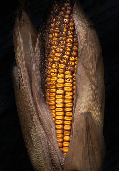 Corn. Hans Günther
