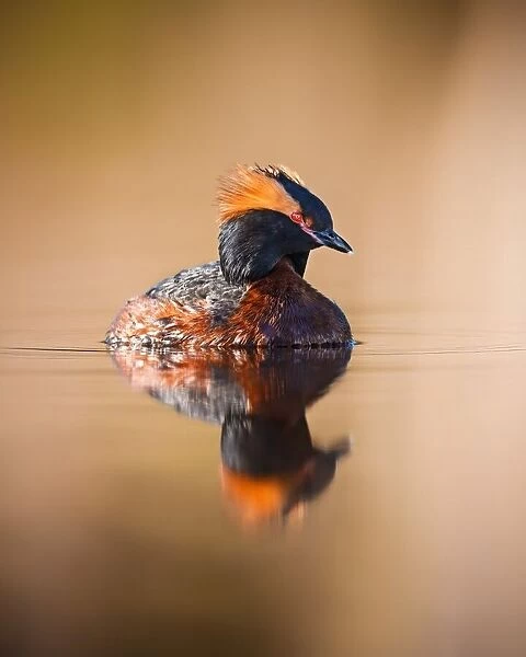 Horned grebe with reflection on a mirror like pond