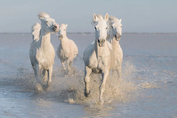 horses. Rostovskiy Anton