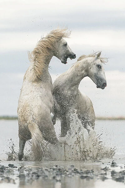 horses. Rostovskiy Anton