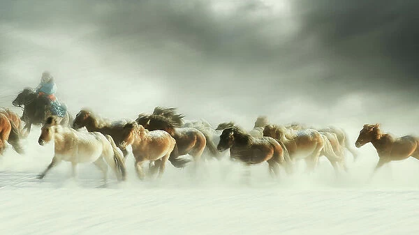 Horses gallop