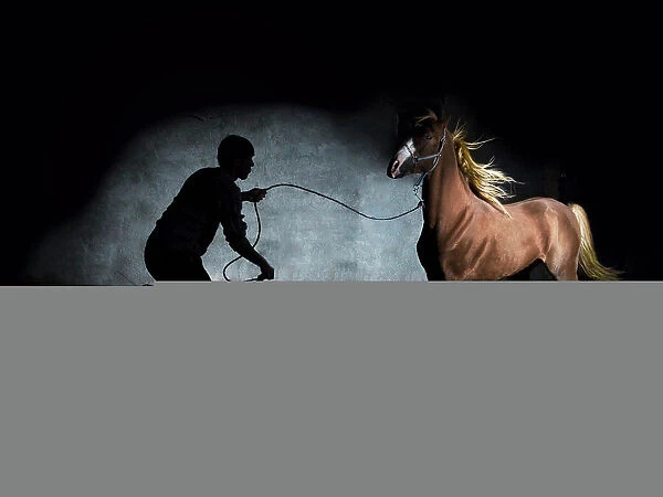 Horse. Hossein Noori