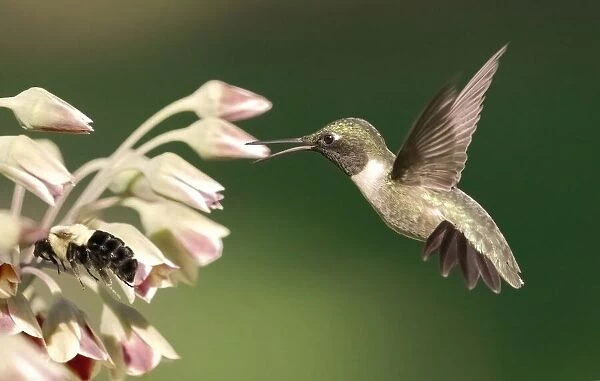 hummingbird in action