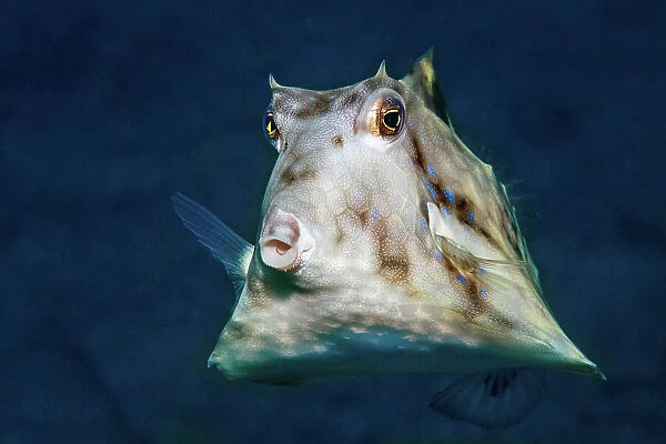 Humpback turretfish