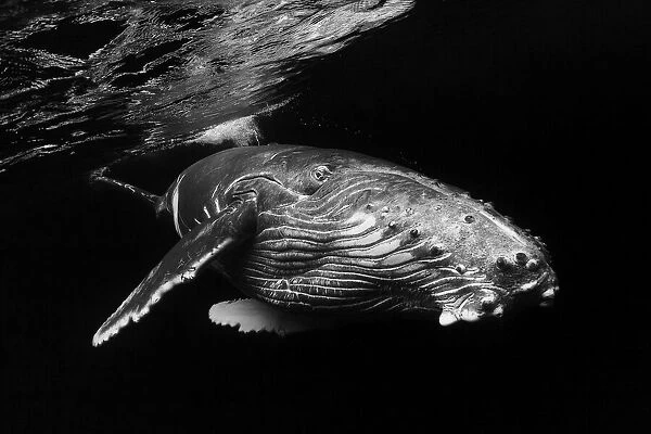 Humpback Whale calf