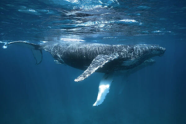 Humpback Whale Escort
