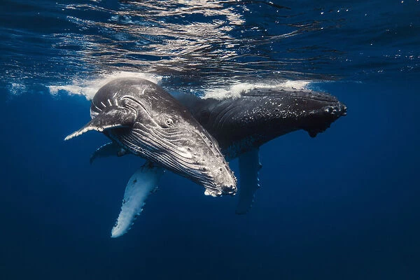 Humpback Whale family!