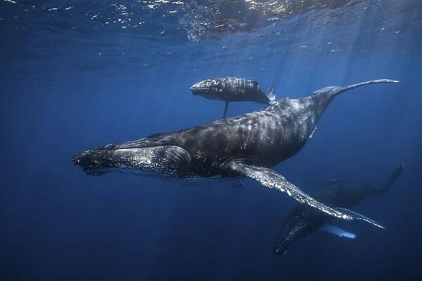 Humpback whale family's