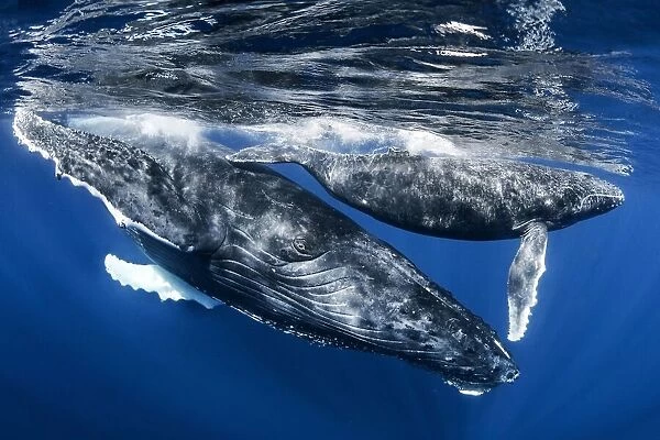 Humphback whale and calf, Reunion Island