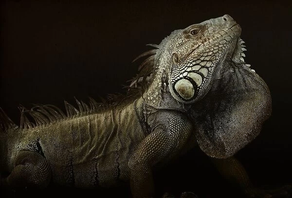 Iguana profile