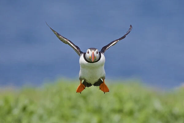 Incoming Puffin