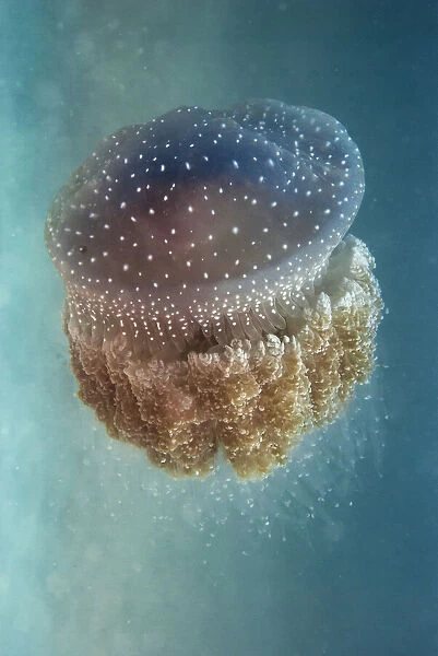 Jellyfish - Phylorhiza punctata