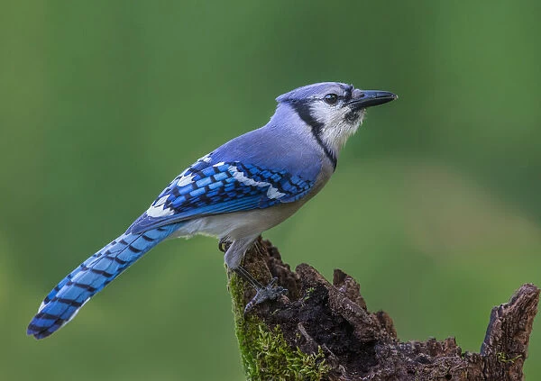 Just a Jay