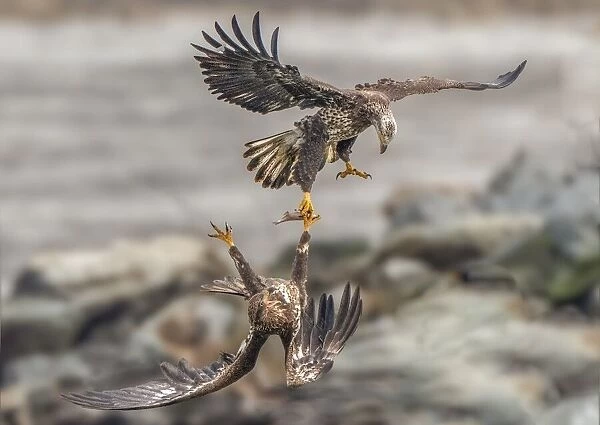 Juvenile eagles are fighting for fish