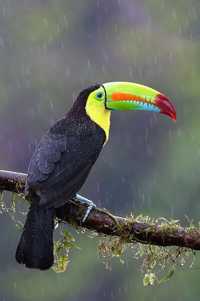 Keel-billed Toucan - Costa Rica