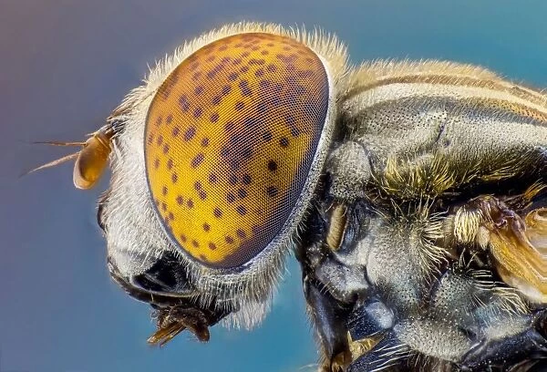 'Large spotty-eyed drone fly'