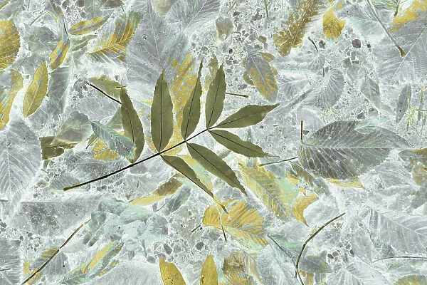 Leaf art. Christina Sillen