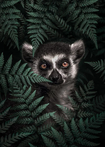 Lemur In The Forest