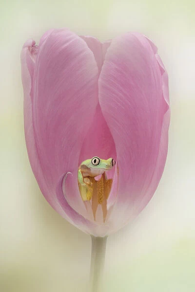 The Lemur Tree Frog and the Pink Tulip