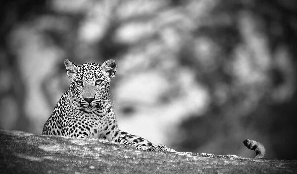 Leopard. Anura Fernando