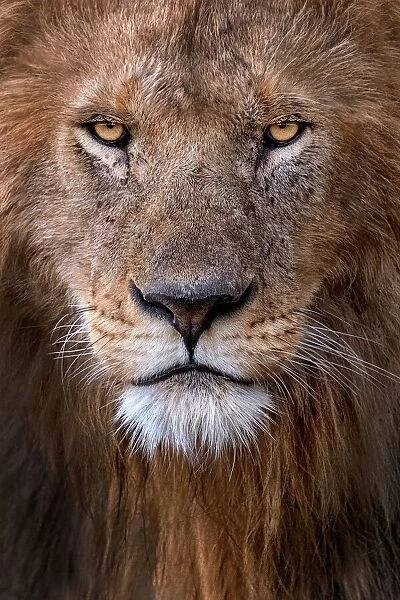 Lion Portrait. Xavier Ortega