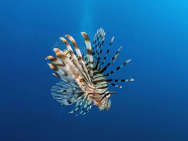 Lionfish. OLYMPUS DIGITAL CAMERA. Ilan Ben Tov