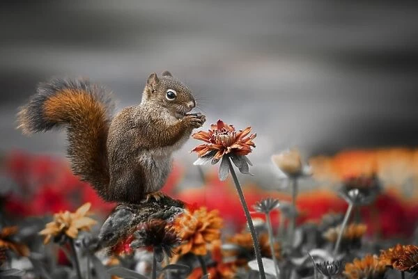 Lovely Squirrel