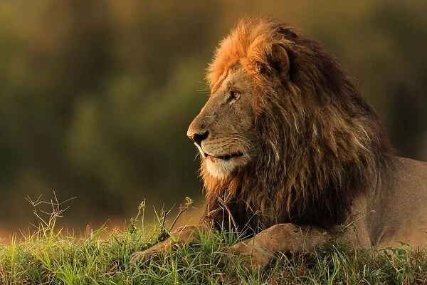 Male lion watching sunrise in Masai Mara