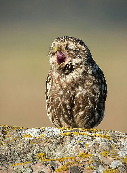 Yawn. Massimo Marchionatti