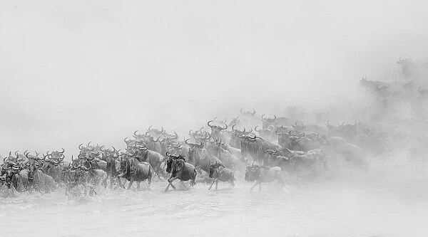 Migration ( wildebeests crossing river)
