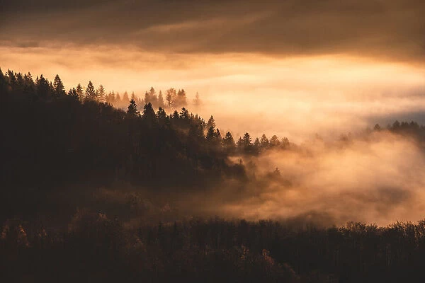 Misty forest. Jakob Remar