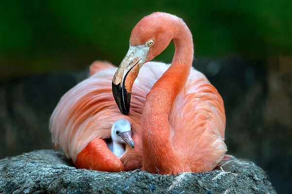 Mom flamingo with chick