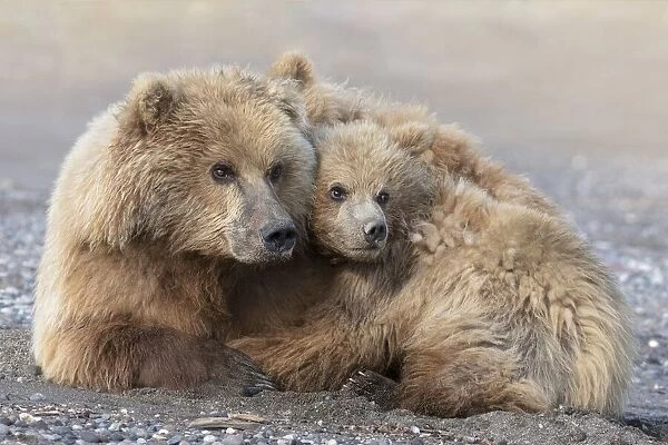 Momma Bear and Cub Aware
