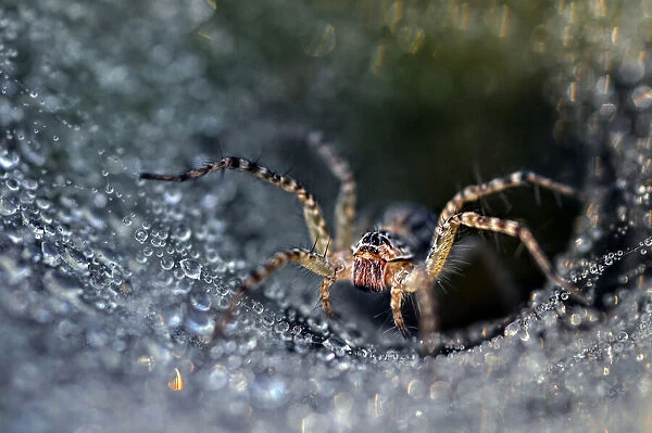 Morning Spider